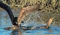 Brown Pelican-10